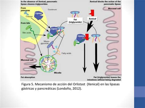 Diagrama que ilustra el mecanismo de acción del orlistat en la inhibición de la absorción de grasas