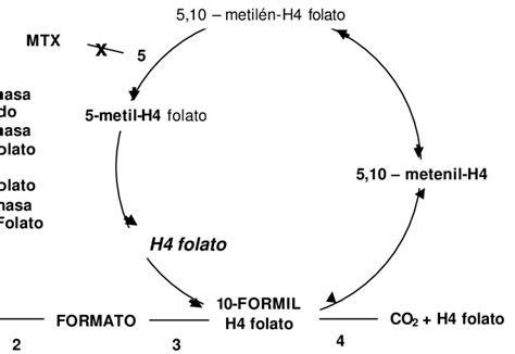 Esquema del metabolismo del metanol y sus metabolitos tóxicos