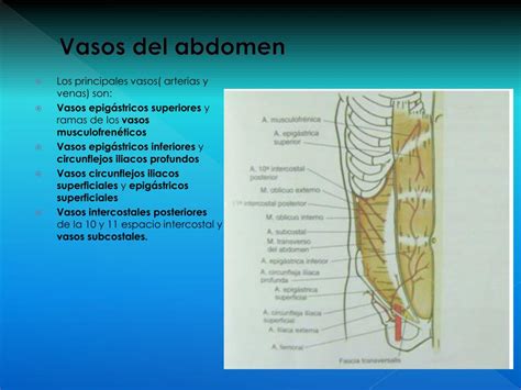Diagrama anatómico mostrando los vasos epigástricos inferiores profundos y su trayecto a través del músculo recto abdominal.