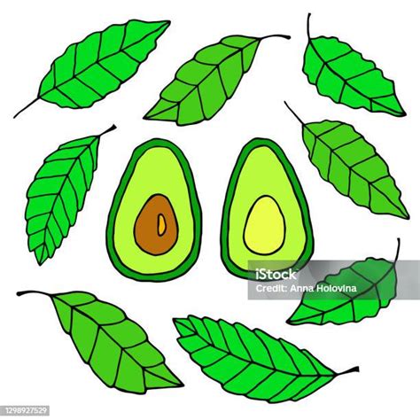 Ilustración de hojas de aguacate frescas y secas