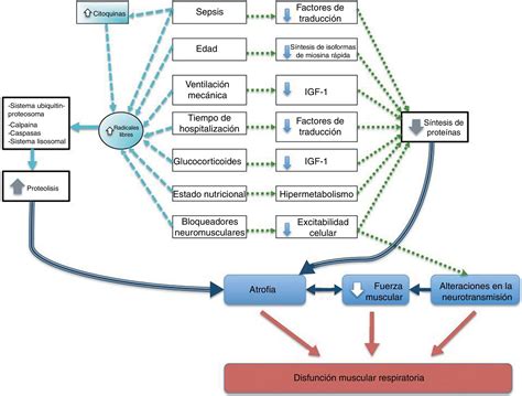Diagrama ilustrando la interacción de factores que contribuyen a la disfunción muscular respiratoria en pacientes críticos.