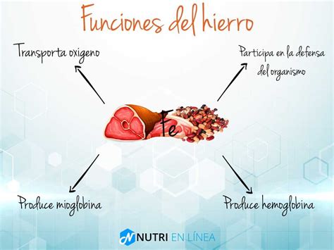 Infografía sobre la importancia del hierro en el cuerpo humano, destacando su rol en la producción de hemoglobina y el transporte de oxígeno.