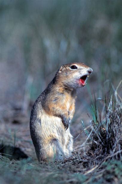 Ardilla de Richardson, un mamífero hibernante.