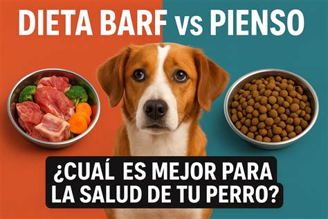 infografía comparativa de heces de perro con dieta BARF y pienso comercial