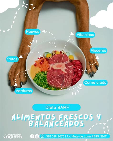 ilustración de ingredientes de la dieta BARF: carne, huesos carnosos, vísceras, calabaza y zanahoria