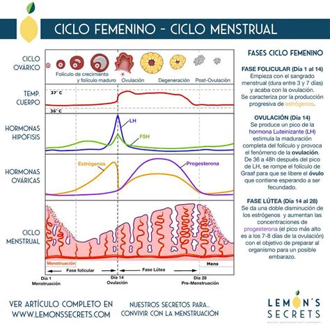 Diagrama del ciclo menstrual femenino con indicaciones de intensidad de ejercicio recomendada.