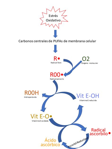 Diagrama que ilustra la acción antiinflamatoria y antioxidante de los omega-3 en las células.