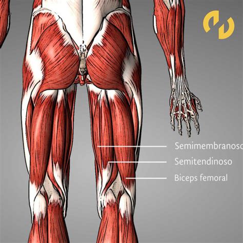 Diagrama que ilustra las diferentes áreas de las piernas donde se puede realizar lipoescultura: muslos, rodillas, pantorrillas y tobillos.