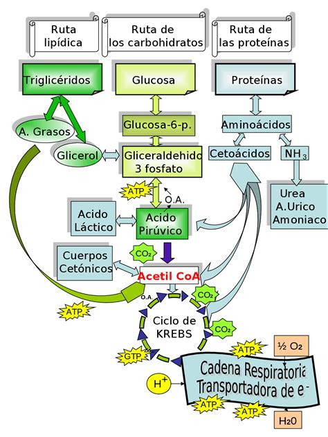 diagrama explicando el proceso metabólico de la pérdida de grasa