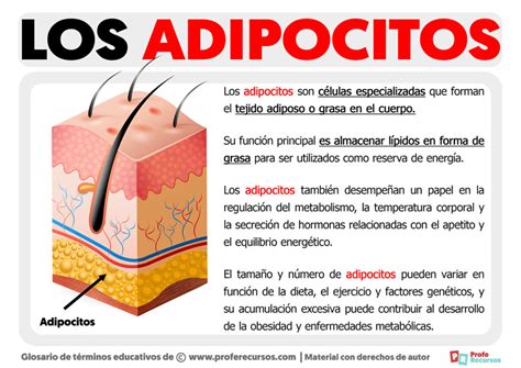 Esquema de acción del láser lipolítico sobre los adipocitos y la circulación sanguínea y linfática.