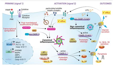 Diagrama molecular que ilustra la supresión del inflamosoma NLRP3 por el β-hidroxibutirato.