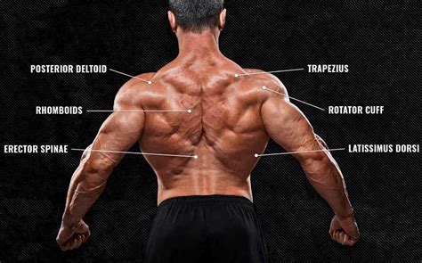 Diagrama anatómico resaltando los músculos de la espalda baja fortalecidos por los abdominales de mariposa.