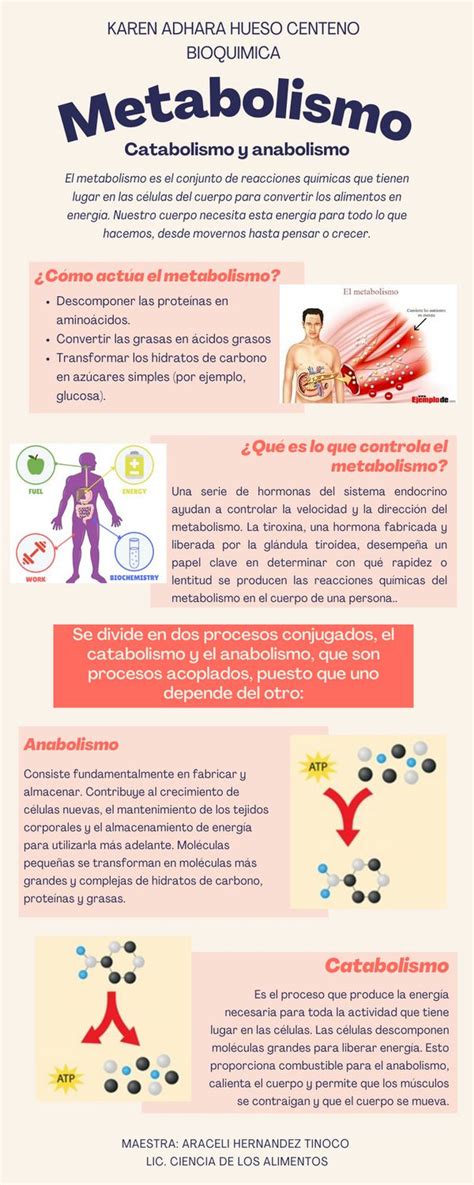 Infografía explicando el mecanismo de acción de los reguladores del metabolismo y el apetito.