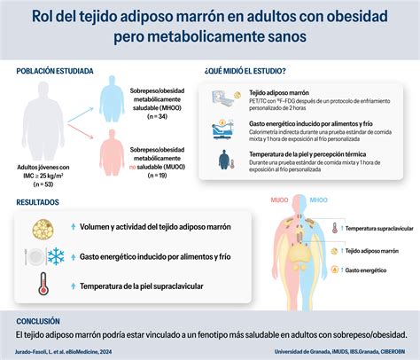 infografía que muestra la activación de la grasa marrón por frío y su efecto en el metabolismo