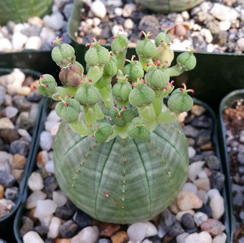 Euphorbia obesa con su característica forma esférica y líneas verdosas