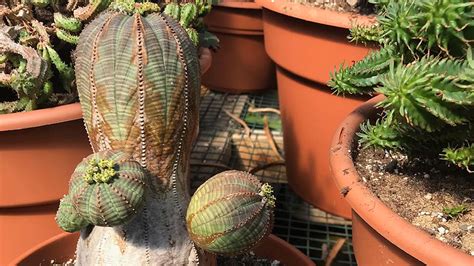 Detalle de las costillas y surcos de la Euphorbia obesa
