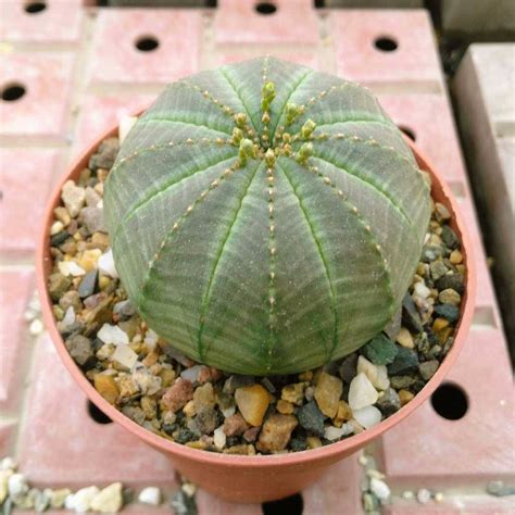 Maceta con buen drenaje para Euphorbia obesa