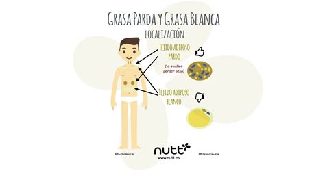 Diagrama que ilustra la conversión de grasa blanca a grasa parda y su rol en la termogénesis y el gasto calórico.