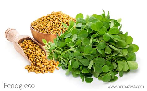 Ilustración botánica de la planta de fenogreco con detalle de sus semillas