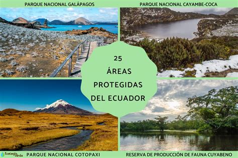 imagen ilustrativa de las áreas tratadas en un lifting de brazos