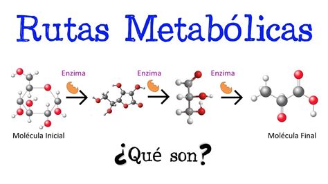 Representación esquemática de una ruta metabólica con moléculas intermedias y enzimas.