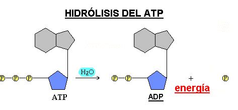 Diagrama de la molécula de ATP y su hidrólisis para liberar energía.