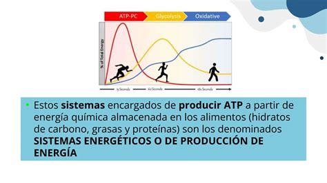 Ilustración que compara la producción de ATP en los diferentes sistemas energéticos (fosfágenos, glucólisis, oxidación de grasas).