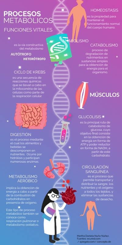 Infografía explicando el proceso metabólico en el cuerpo humano.