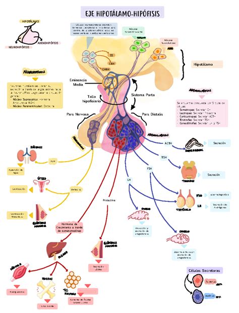 Diagrama que ilustra la interacción de las principales hormonas con el metabolismo.