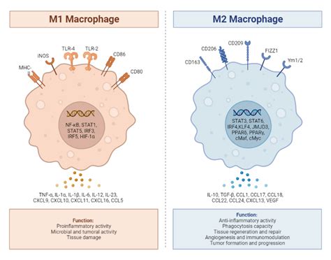 Ilustración que compara macrófagos M2 (antiinflamatorios) y M1 (proinflamatorios) en el tejido adiposo, mostrando la acumulación de gotas lipídicas en M1.