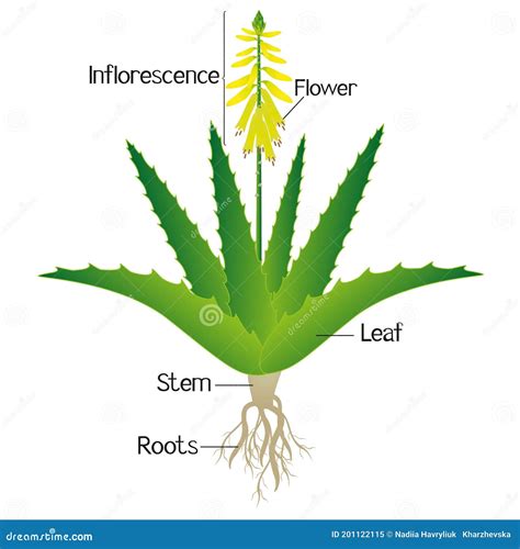 Ilustración de la planta de Aloe Vera con sus componentes clave.