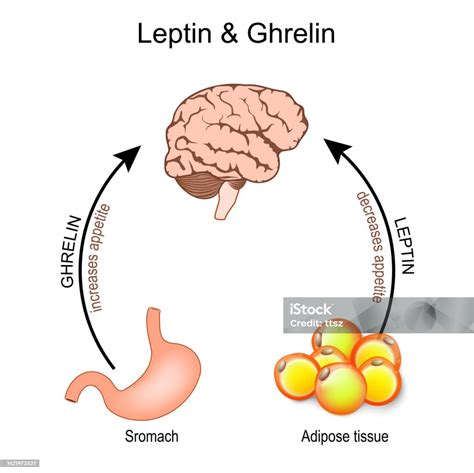 Ilustración que muestra el equilibrio entre leptina y grelina y el efecto de la falta de sueño.