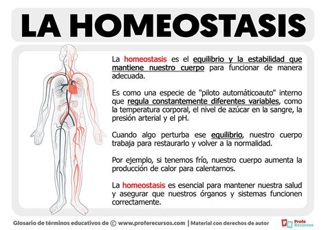 Diagrama que ilustra la homeostasis energética y cómo la falta de sueño la desequilibra.