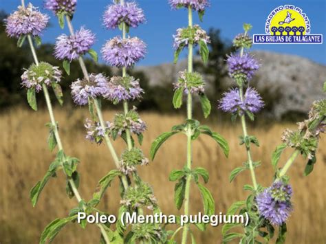 Ilustración botánica de la planta de menta poleo (Mentha pulegium) con detalle de hojas, tallo y flores.