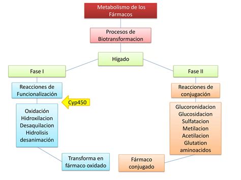 Esquema general de las fases del metabolismo de fármacos (Fase I y Fase II)