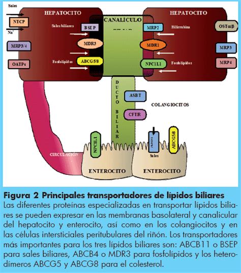 Diagrama ilustrando el rol de los transportadores hepáticos en la captación y excreción de fármacos