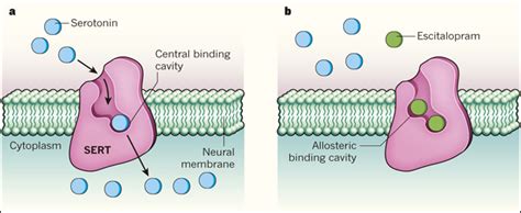 Gráfico comparativo de la afinidad del escitalopram por el sitio primario y alostérico del transportador de serotonina.