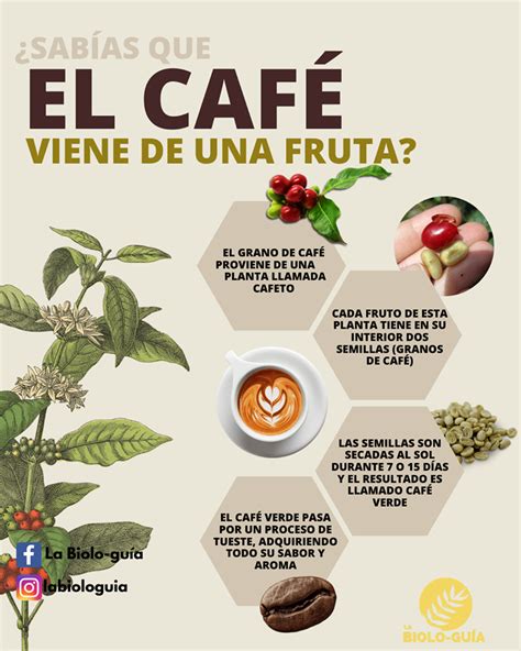 Infografía mostrando los componentes del café y sus beneficios para la salud.