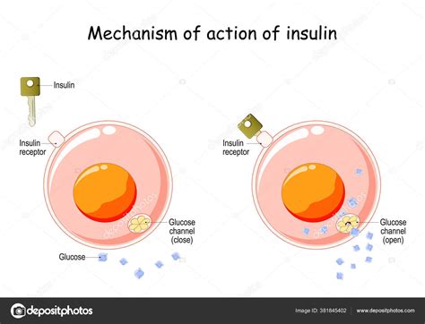 Ilustración comparativa de la acción de la insulina en una célula sensible y resistente.