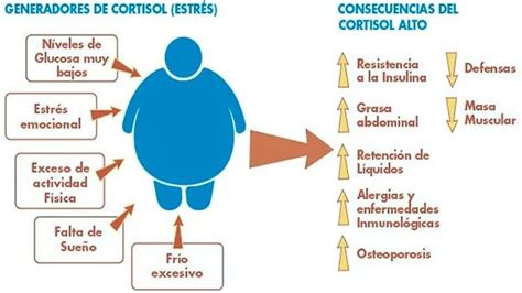 Gráfico que muestra la relación entre estrés, cortisol y almacenamiento de grasa.