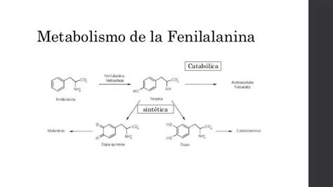 Diagrama esquemático del metabolismo de la fenilalanina y las causas de la fenilcetonuria, mostrando la enzima fenilalanina hidroxilasa y su cofactor BH4.