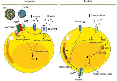 Esquema visual que ilustra la transformación de adipocitos blancos en marrones y el proceso de lipólisis.