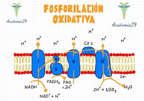 Esquema de la glucólisis y la fosforilación oxidativa en el cerebro