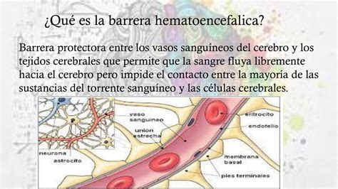Ilustración de la estructura de la barrera hematoencefálica