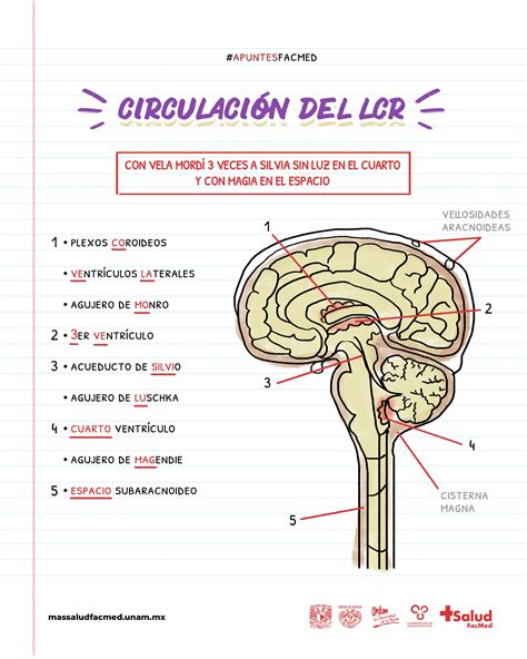 Diagrama del espacio Virchow-Robin y la circulación del LCR