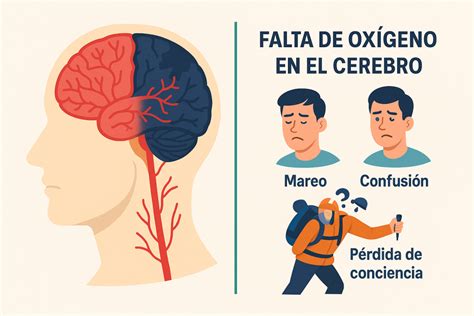 Diagrama: El cerebro humano, resaltando su alto consumo de oxígeno y glucosa en reposo.