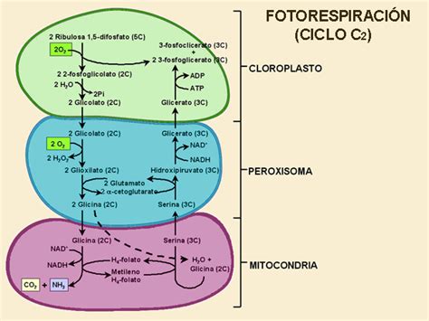 Diagrama detallado de la fotorrespiración mostrando la interrelación entre cloroplasto, peroxisoma y mitocondria.