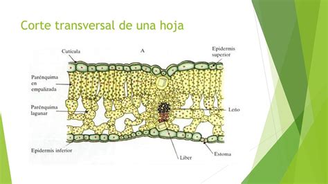 Corte transversal de la hoja de una planta con la ruta C4, ilustrando la anatomía Kranz.