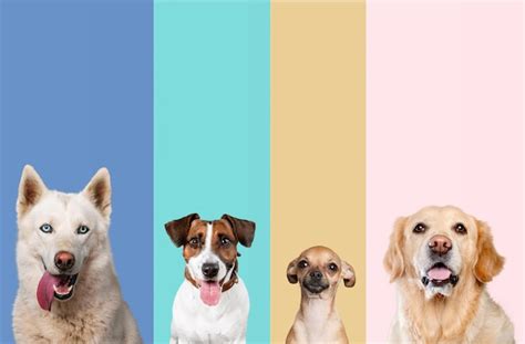 Collage de fotos de perros felices disfrutando de Alpha Spirit