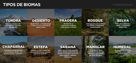Infografía comparativa de los diferentes biomas del planeta, similar a los pisos de un edificio, desde el ecuador hasta los polos.